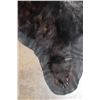 Image 8 : BLACK BEAR Rug or BLACK BEAR Hide with its Mounted Head and All its Claws