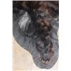 Image 9 : BLACK BEAR Rug or BLACK BEAR Hide with its Mounted Head and All its Claws