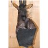 Image 10 : XL SABLE Mounted on a Pedestal with Zebra Hide Panels