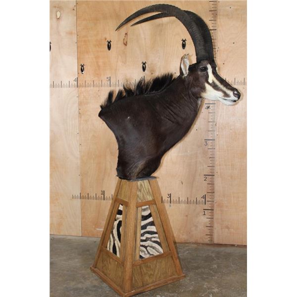 XL SABLE Mounted on a Pedestal with Zebra Hide Panels