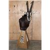 Image 2 : XL SABLE Mounted on a Pedestal with Zebra Hide Panels