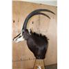 Image 4 : XL SABLE Mounted on a Pedestal with Zebra Hide Panels