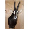 Image 5 : XL SABLE Mounted on a Pedestal with Zebra Hide Panels