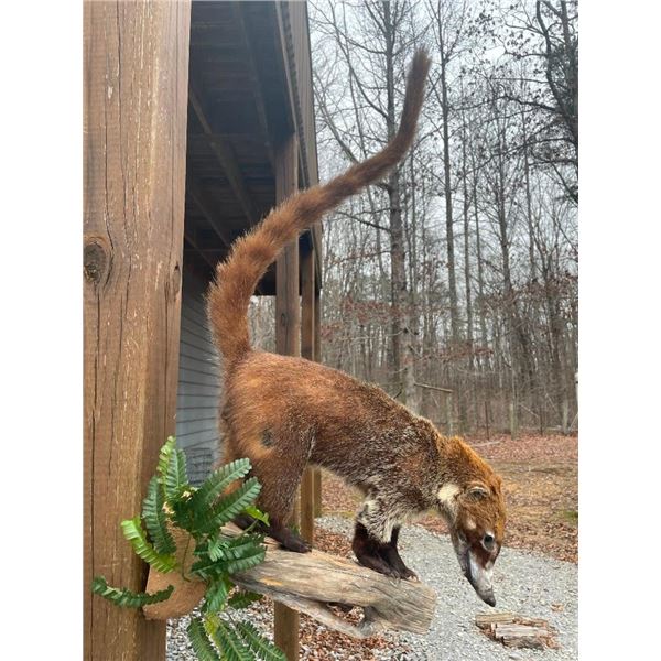 Life-sized COATI or COATIMUNDI on a Decorative Log Base