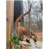 Image 1 : Life-sized COATI or COATIMUNDI on a Decorative Log Base