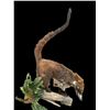 Image 2 : Life-sized COATI or COATIMUNDI on a Decorative Log Base