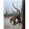Image 3 : Life-sized COATI or COATIMUNDI on a Decorative Log Base
