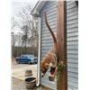 Image 4 : Life-sized COATI or COATIMUNDI on a Decorative Log Base