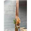 Image 5 : Life-sized COATI or COATIMUNDI on a Decorative Log Base