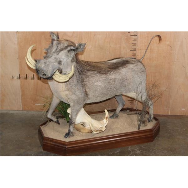Life-sized WARTHOG with Reproduction Tusks on a Wood Base