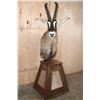 Image 1 : ROAN Pedestal Mount with 4 Roan Hide Panels