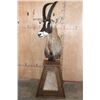 Image 2 : ROAN Pedestal Mount with 4 Roan Hide Panels