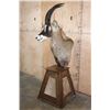 Image 3 : ROAN Pedestal Mount with 4 Roan Hide Panels