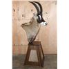 Image 4 : ROAN Pedestal Mount with 4 Roan Hide Panels