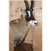 Image 5 : ROAN Pedestal Mount with 4 Roan Hide Panels