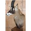 Image 6 : ROAN Pedestal Mount with 4 Roan Hide Panels