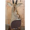 Image 7 : ROAN Pedestal Mount with 4 Roan Hide Panels