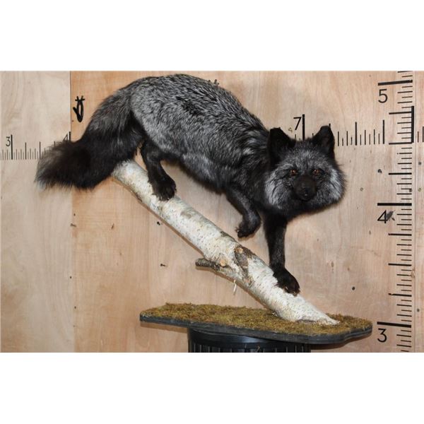 Life-sized SILVER FOX on a Log and Wood Plaque Base