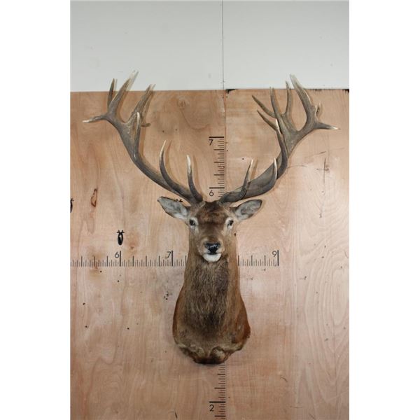 XXL 21-Point RED STAG Shoulder Mount