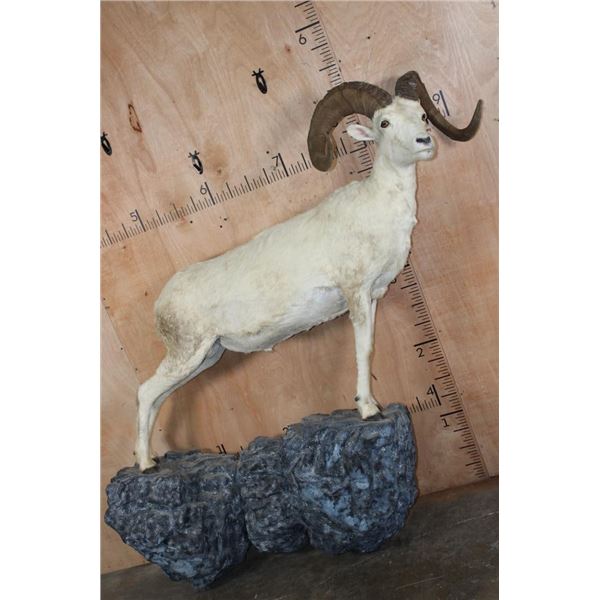 Life-sized FANNIN SHEEP Ram on a Rock Wall Hanging Base