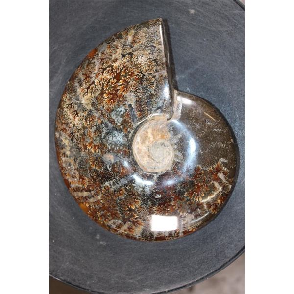 XL Whole Sutured and Polished AMMONITE Fossil from Madagascar