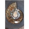 Image 1 : XL Whole Sutured and Polished AMMONITE Fossil from Madagascar