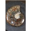 Image 2 : XL Whole Sutured and Polished AMMONITE Fossil from Madagascar