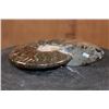 Image 4 : XL Whole Sutured and Polished AMMONITE Fossil from Madagascar
