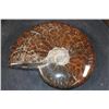 Image 5 : XL Whole Sutured and Polished AMMONITE Fossil from Madagascar