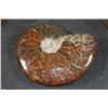 Image 6 : XL Whole Sutured and Polished AMMONITE Fossil from Madagascar