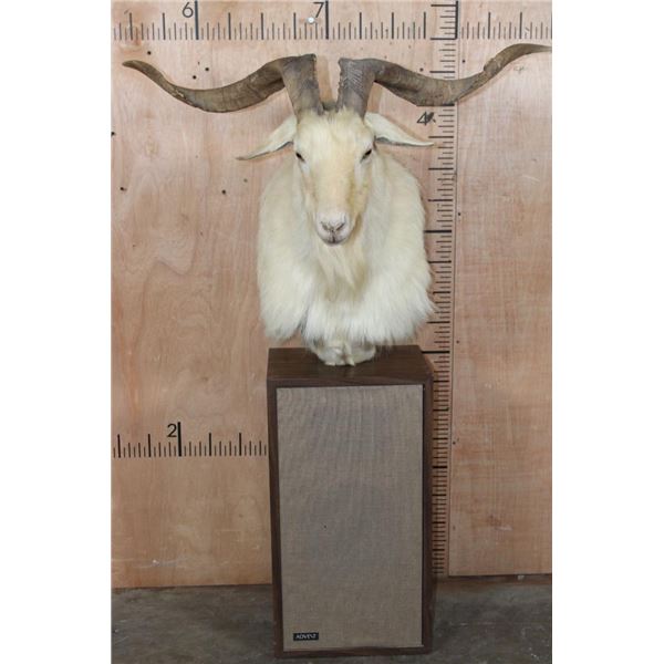 White CATALINA GOAT Mounted on a Speaker Pedestal