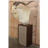 Image 2 : White CATALINA GOAT Mounted on a Speaker Pedestal