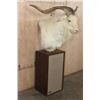 Image 3 : White CATALINA GOAT Mounted on a Speaker Pedestal