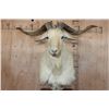 Image 4 : White CATALINA GOAT Mounted on a Speaker Pedestal