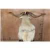 Image 8 : White CATALINA GOAT Mounted on a Speaker Pedestal