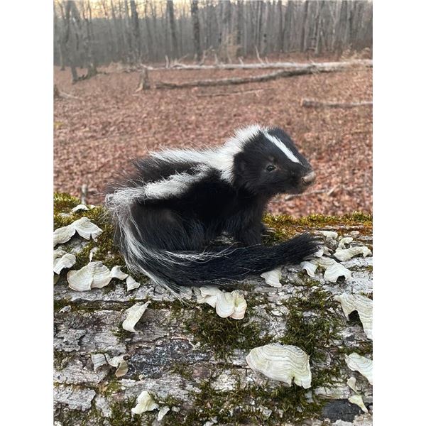 Life-sized Freestanding Little Baby SKUNK
