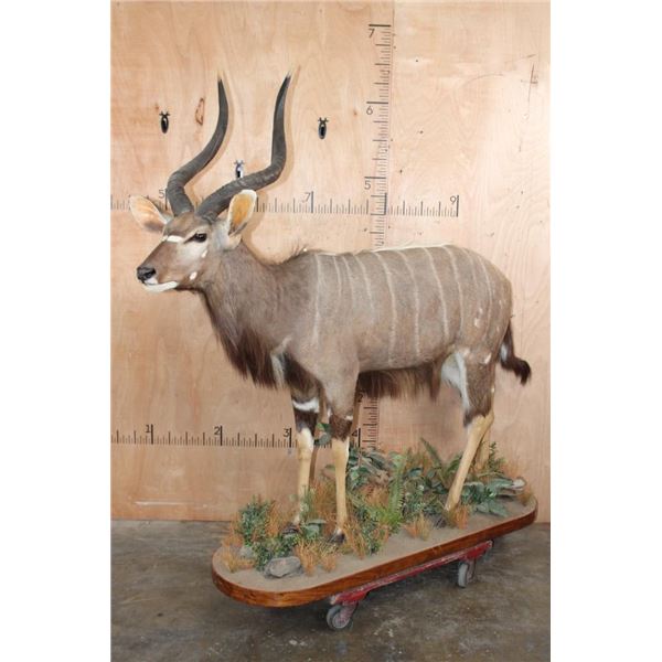 Big Life-sized NYALA with Removable Horns on a Decorative Base