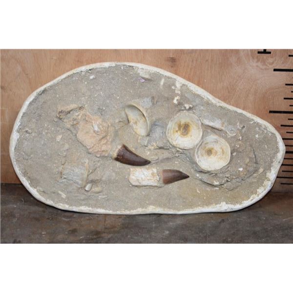 2 Huge MOSASAUR TOOTH Fossils and Bone Fragment Fossils in a Matrix