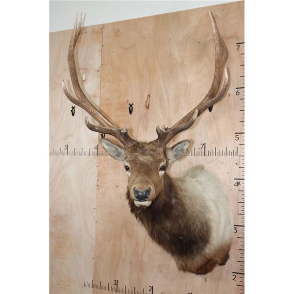 B&C Trophy Colorado Elk 329-3/8 Score Shoulder Mount