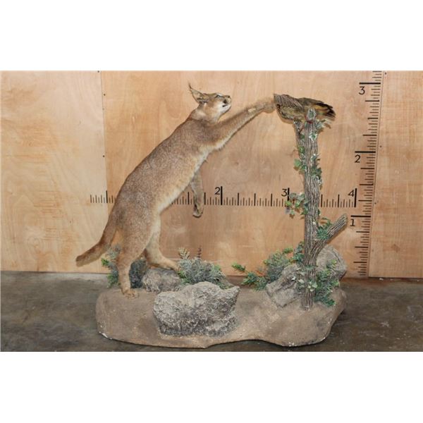 Life-sized CARACAL CAT Leaping at a FRANCOLIN Bird on a Decorative Base