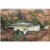 Image 5 : 3 *Real Skin* LARGE MOUTH BASS on a Decorative Wall Hanging Base