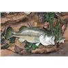 Image 6 : 3 *Real Skin* LARGE MOUTH BASS on a Decorative Wall Hanging Base