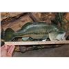 Image 8 : 3 *Real Skin* LARGE MOUTH BASS on a Decorative Wall Hanging Base