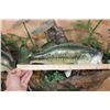Image 9 : 3 *Real Skin* LARGE MOUTH BASS on a Decorative Wall Hanging Base