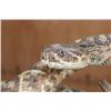 Image 10 : Big Life-sized *Real Skin* DIAMONDBACK RATTLESNAKE