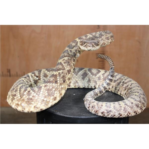 Big Life-sized *Real Skin* DIAMONDBACK RATTLESNAKE