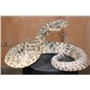 Image 1 : Big Life-sized *Real Skin* DIAMONDBACK RATTLESNAKE