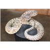 Image 2 : Big Life-sized *Real Skin* DIAMONDBACK RATTLESNAKE