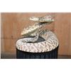 Image 3 : Big Life-sized *Real Skin* DIAMONDBACK RATTLESNAKE