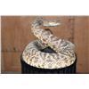 Image 4 : Big Life-sized *Real Skin* DIAMONDBACK RATTLESNAKE